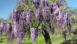 ÜSKÜDAR'DA ANNELER GÜNÜNDE MOR SALKIM ŞÖLENİ YAŞANDI