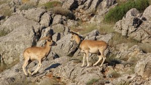 Anadolu yaban koyunlarının ilk yavruları hayata merhaba dedi