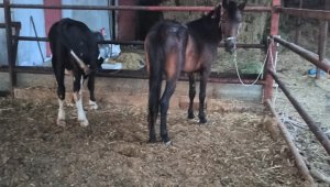 Atı motosiklete bağlayarak çeken şahıslara ceza yağdı