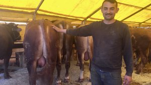 Kurbanlıklar hayvan pazarında satışa çıktı