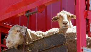 Yeni Zelanda'da 226 koyuna hastalık nedeniyle ötenazi yapıldı
