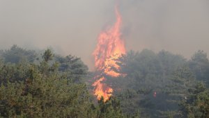 Denizli'deki 5 orman yangını tamamen söndürüldü