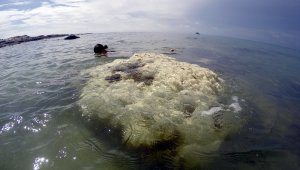 Tayland'dan mercanlara zarar veren kimyasal içerikli güneş kremlerine yasak