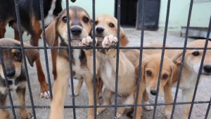TVHB: " 3 bine yakın hasta ve yaralı sahipli, sahipsiz ve yaban hayvanlarına ücretsiz tedavi verildi"