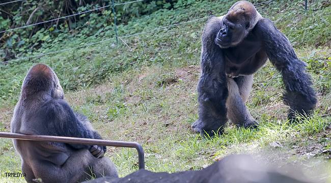 ABD'deki hayvanat bahçesinde Covid-19'a yakalanan gorillerin sayısı 18'e yükseldi