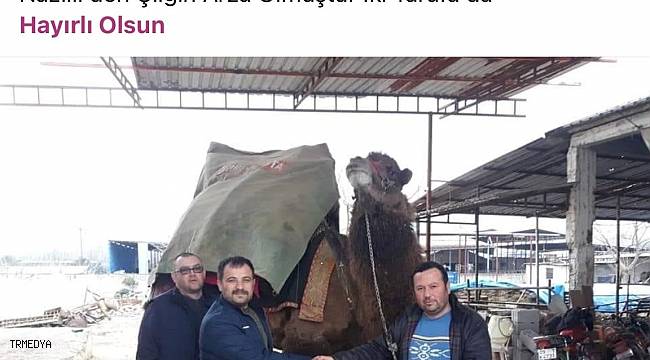 Aydın'da ilginç bir 'deve' davası