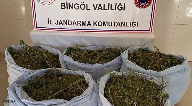 Bingöl'de kurutulmaya bırakılmış vaziyette 78 kilo kubar esrar ele geçirildi