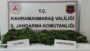 Evin bahçesinde 31 kök kenevir bitkisi ele geçirildi