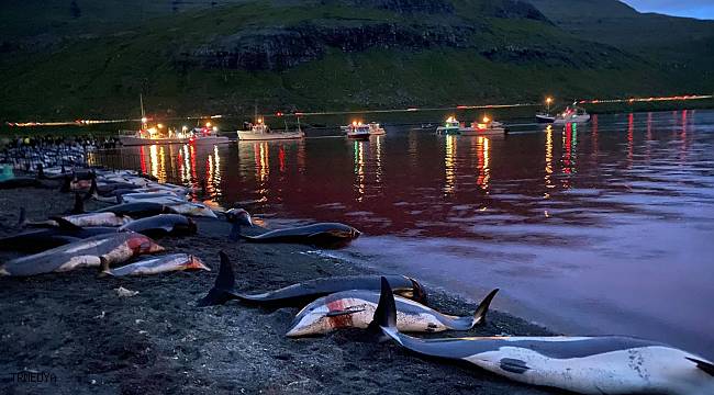 Faroe Adaları'ndaki "festivalde" bin 428 balina ve yunus öldürüldü