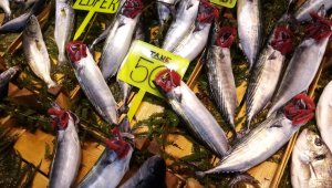 Hamsinin fiyatı 40 liraya dayandı