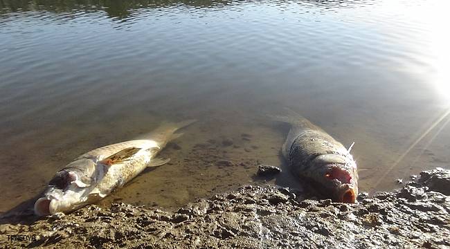 Van'daki balık ölümlerinin nedeni 'ötrofikasyon'