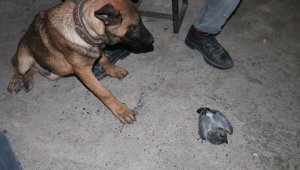 Yavru güvercin ile köpeğin dostluğu yürekleri ısıttı