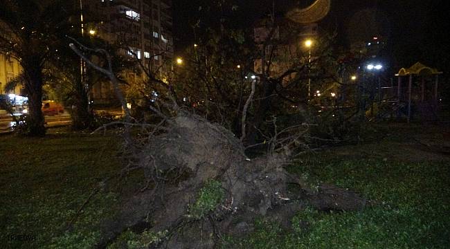 Antalya'da hortum ağaçları kökünden söktü