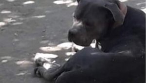 11 aylıkken pitbull saldırısına uğrayan minik Sadrettin anne kelimesinden önce 'acıyor'u öğrendi