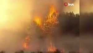 Arjantin'deki orman yangınlarında 3 bin 900 hektarlık alan kül oldu