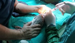 Gözleri görmeyen kınalı kekliğe katarakt ameliyatı