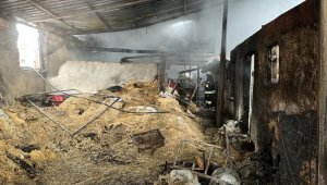 80 hayvanın telef olduğu ağıl gün ışığında görüntülendi