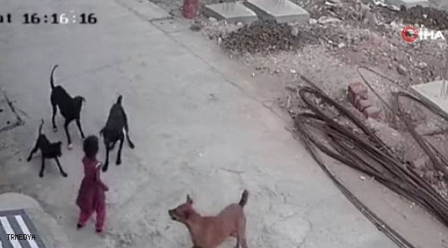 Hindistan'da sokak köpekleri 4 yaşındaki çocuğa saldırdı