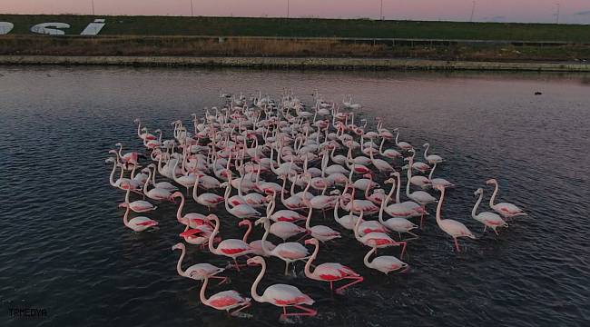 İstanbul'da flamingoların büyüleyici görüntüsü