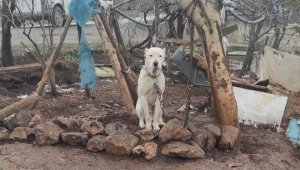 Kahramanmaraş'ta pitbull köpeğin sahibine para cezası