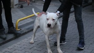 Kavga ettikleri şahsın üzerine pitbull saldılar: 3 yaralı