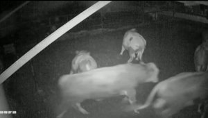 Kayseri'deki depremi önceden sezdiler