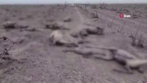 Patagonya yangını 90 bin hektar alanı küle çevirdi