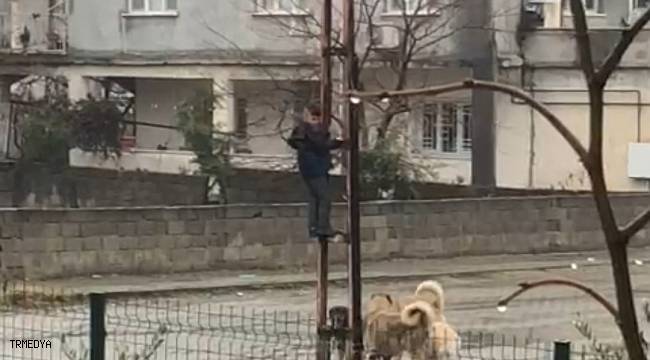 Sokak köpeklerinin saldırdığı çocuk elektrik direğine tırmanarak kurtuldu