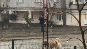Sokak köpeklerinin saldırdığı çocuk elektrik direğine tırmanarak kurtuldu