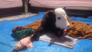 Erken doğduğu için gözleri görmeyen buzağıya bebek gibi bakıyorlar