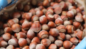 Giresun tombul fındığı artık Avrupa Birliği tescilli