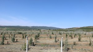 2022 yılı orman yangınları ile mücadele planı hazır