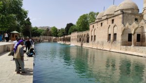 Balıklıgöl'de bayram öncesinde yaşanan balık ölümleri korkuttu