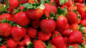 Erkenci çileğin kilosu 20 liraya düştü