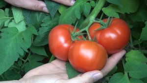 Protokol imzalandı, çiftçilerin ekonomisine can katacak: 10 ülkeye ihracat edilecek