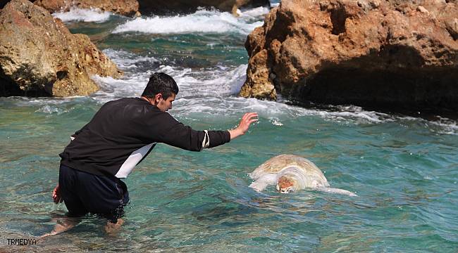 Antalya'da dünyaca ünlü sahile ölü caretta caretta vurdu