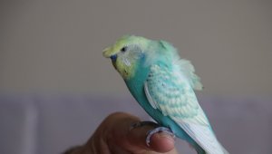 Kuş bile dile geldi "O kupa buraya gelecek"