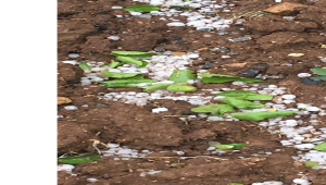 Malatya'da şiddetli sağanak ve dolu etkili oldu