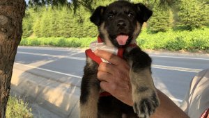 Türkiye Kupası finaline yavru köpeği ile geldi