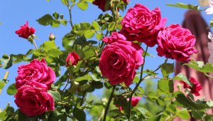 Uzmanlar uyardı: "Polen alerjisi olanlar maske ile kendini korumalı"