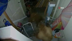 ABD'de garaja giren 2 ayı kavga etti