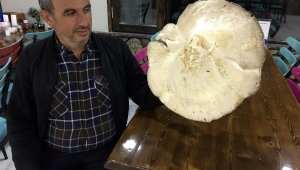 Dev mantar görenleri şaşırtıyor