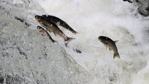 İnci kefali festivalinde muhteşem göç izlendi