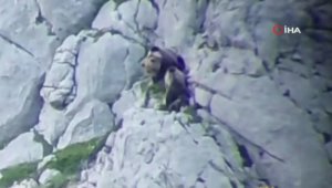 İspanya'da kavga eden ayılar uçurumdan düştü