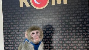 İstanbul merkezli 14 ilde tropik hayvan kaçakçılarına operasyon: 62 gözaltı