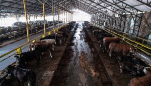 İstanbul'da Kurban Bayramı için çadırlar kuruluyor