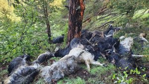 Keçi sürüsünün üzerine yaylada yıldırım düştü: 43 keçi telef oldu