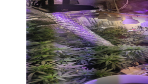 Klimalı seraya çevirdiği banyoda 4 mevsim uyuşturucu yetiştirmiş