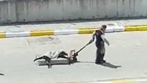 Köpekleriyle kavga etti diye karşı firmanın köpeğini döverek öldürdüler