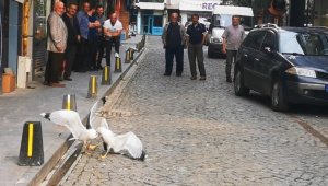 Martıların kavgasını film izler gibi izlediler